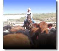 Riding the pens