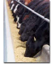Cows at bunk