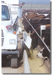 Feeding the cattle