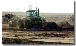 Cows at bunk