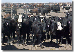 Cows at bunk